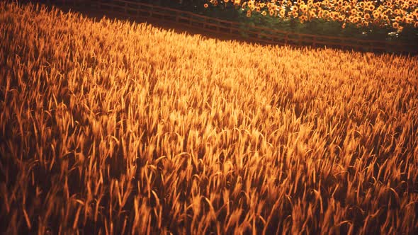 Golden Wheat Field and Sunny Day