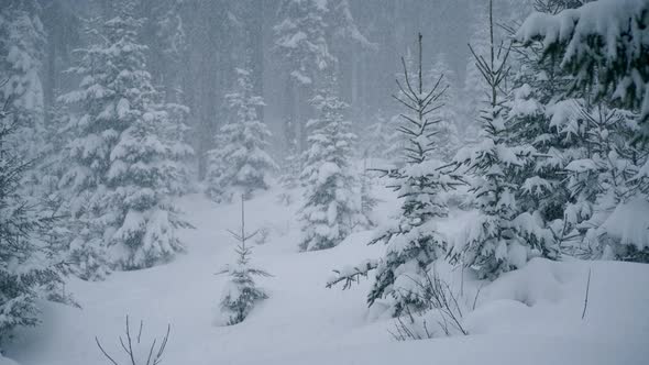 Pine Trees In A Snow Storm