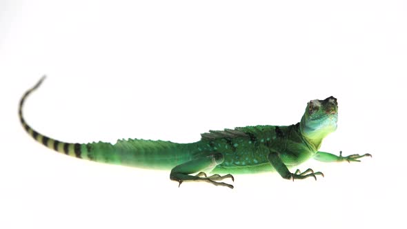 Green Basilisks or Basiliscus Basiliscus on White Background.