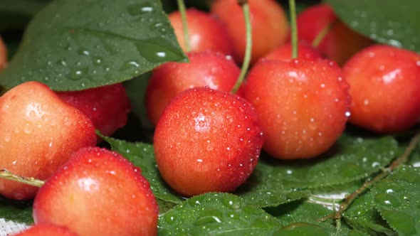 Sweet Yellow Red Cherries with Water Drops and Tree Branch