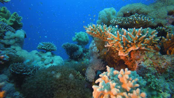 Colourful Tropical Coral Reefs