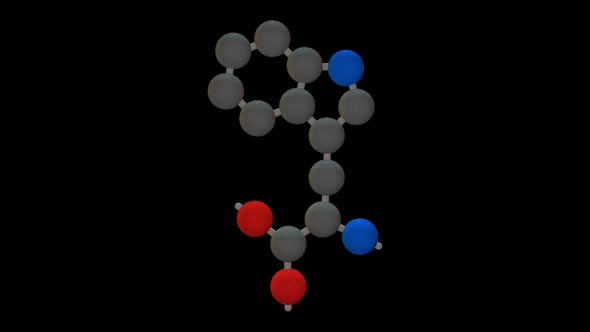 L-tryptophan - Amino acid model