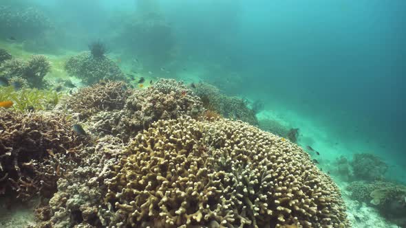 Coral Reef with Fish Underwater. Camiguin, Philippines