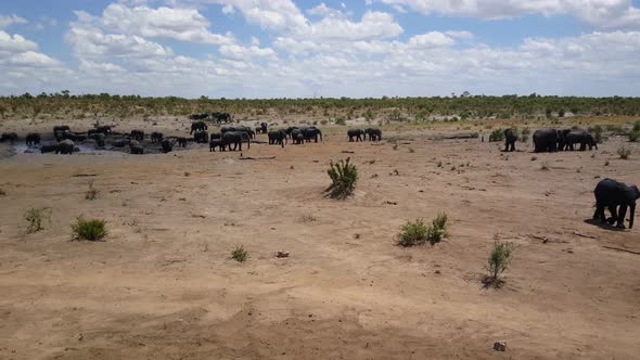 Pan from a big herd of elephants around a waterpool 