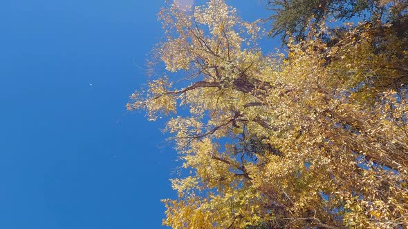 Looking up at colorful trees dropping leaves in Autumn