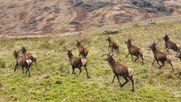 Red Deer Stags Running in a Herd Slow Motion