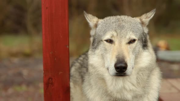 White Wolf portrait, Furry Domesticated Majestic Canine Dog observes blinking eyes calmly in slow mo