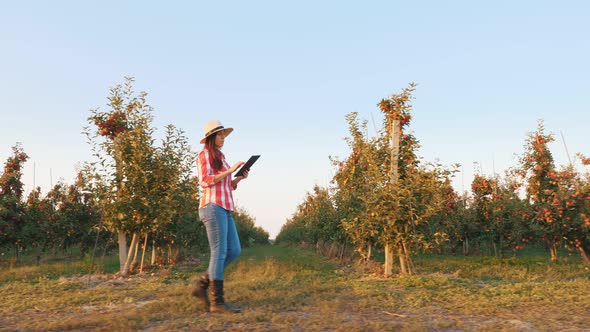 Apple Harvesting