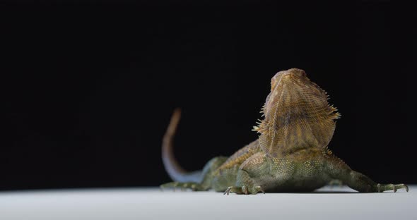 Beautiful Bearded Dragon in the Studio Big Lizard with Spiky Skin