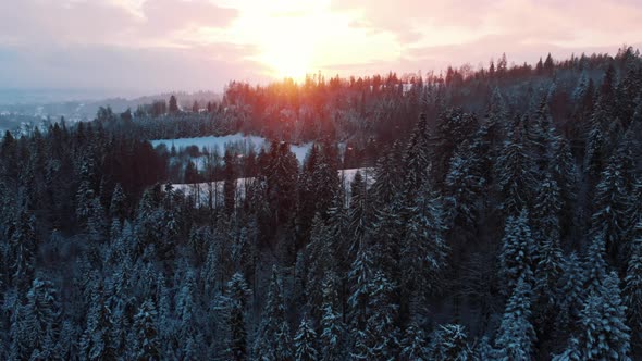 Sunlight Over the Evergreen Trees Covered with Snow During Winter Snowfall Season