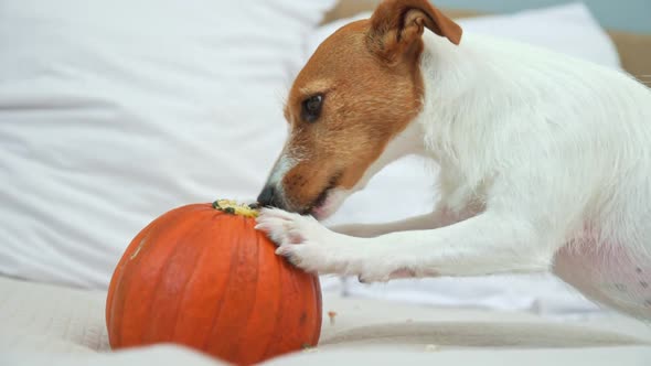 Dog Gnaws Orange Pumpkin Indoors