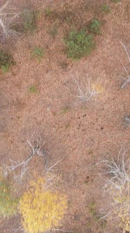 Vertical Video Forest in Autumn Aerial View Slow Motion