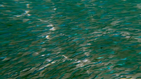 Incredible underwater view of fish colony swimming in natural underwater environment. Slow motion