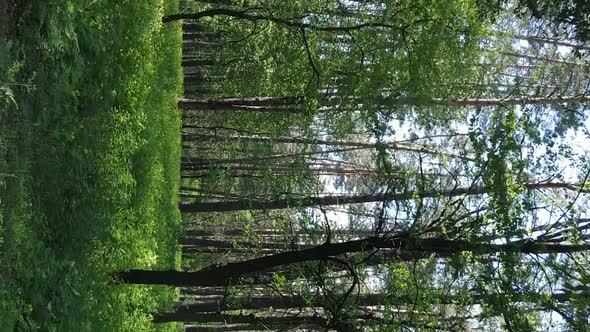 Vertical Video of a Forest with Pine Trees