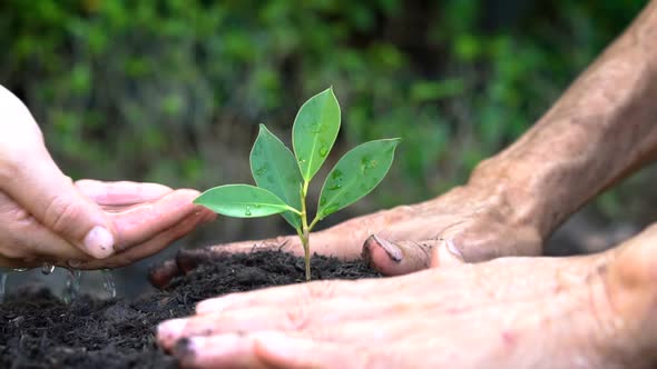 People Hands Take Care of Young Plant Tree Sprout