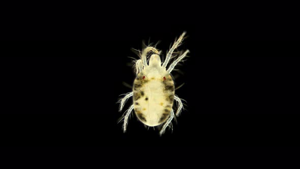 An Ordinary Spider Mite Under a Microscope, the Tetranychidae Family