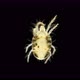 An Ordinary Spider Mite Under a Microscope, the Tetranychidae Family - VideoHive Item for Sale