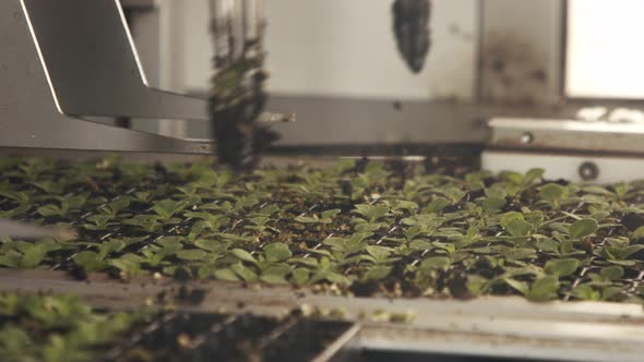 Automatic planting of young seedlings using a robot in an industrial nursery