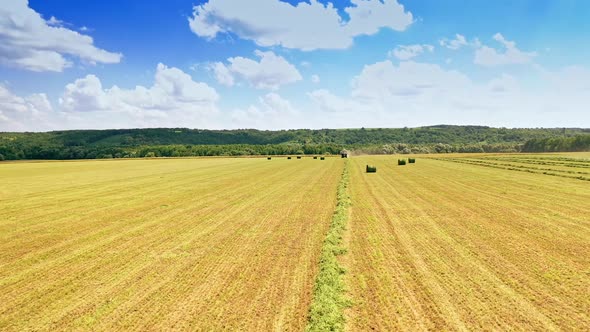 Many bales on the field background in summer.