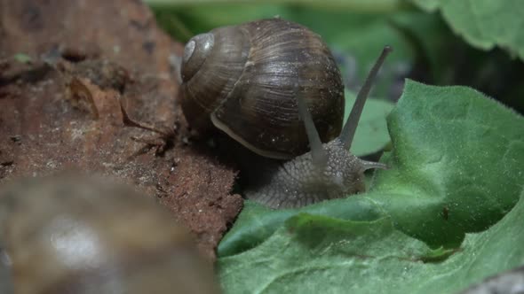 From The Life Of Grape Snails
