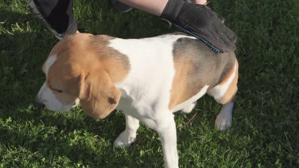 Combing Beagle Dog Fur with Brush Glove in Backyard