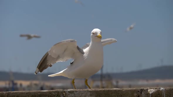 Seagull Flying Away. Slow Motion Shot