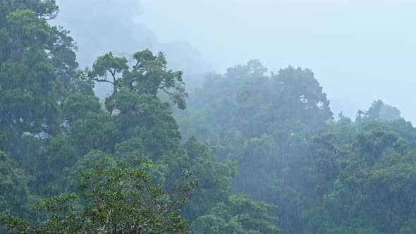 Heavy Rain in Rainforest with Misty Foggy Trees, Raining in Rainy Season in a Tropical Blue Mysterio