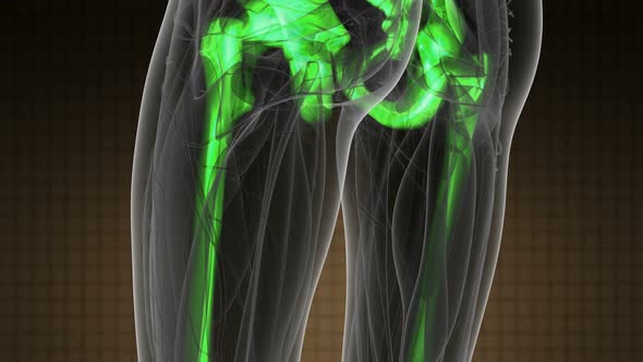 Human Body with Visible Skeletal Bones alt