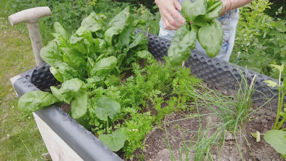 Slow motion shot of woman harvesting baby spinach from raised bed