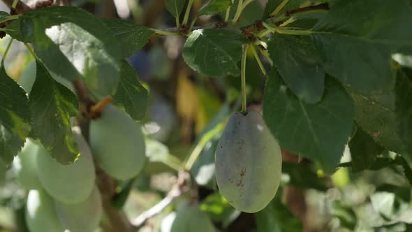 Slow motion Prunus domestica  1920X1080 HD footage - Purple plum fruit slow-mo shallow DOF 1080p Ful