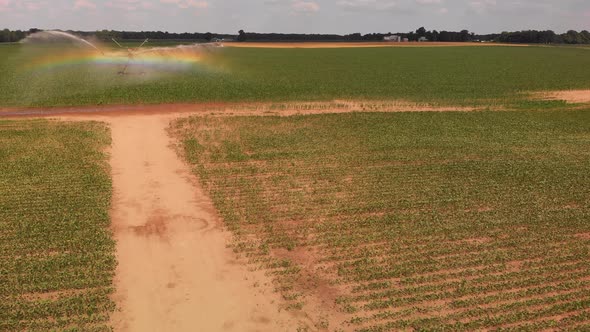  Aerial View Of An Agricultural Sprinkler In A Corn  Field. American Farming.
