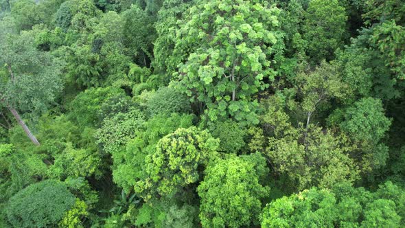 Aerial landscape view of greenery rainforest and hills by drone