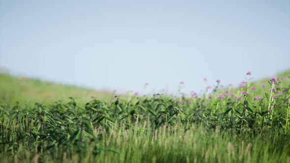 Field of Green Fresh Grass Under Blue Sky