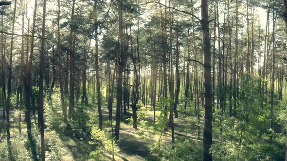 Forest Sun Rays Fog Green Nature Tree Morning Wood Story