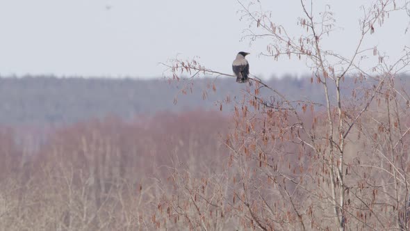 Hooded crow taking off flying from a small tree in Sweden, wide shot