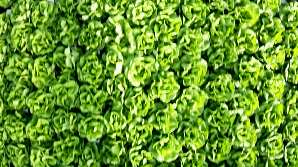 Aerial View From Drone of Organic Lettuce Growing