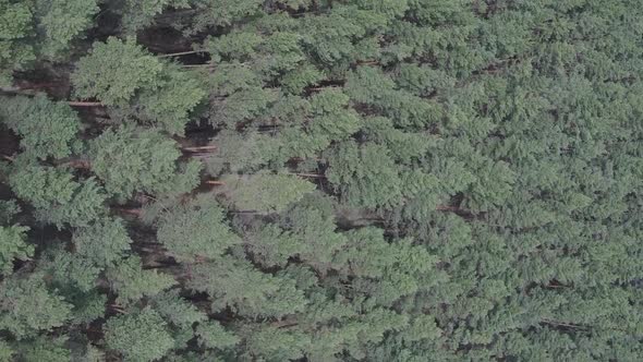 Vertical Video of Green Pine Forest By Day Aerial View