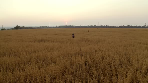 Aerial view. Alone young lady in long dress walking in oat, wheat field. Sunset. Rural landscape.