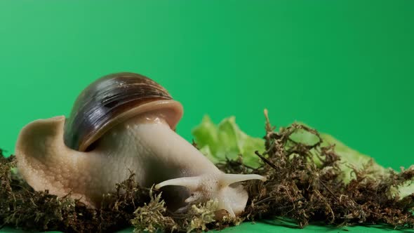 Snail Crawling on Green Screen Isolated with Chroma Key