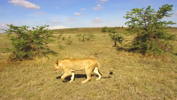 Young Lion Hunting in Savannah at Africa