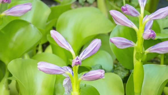 Time Lapse of Water Hyacinth
