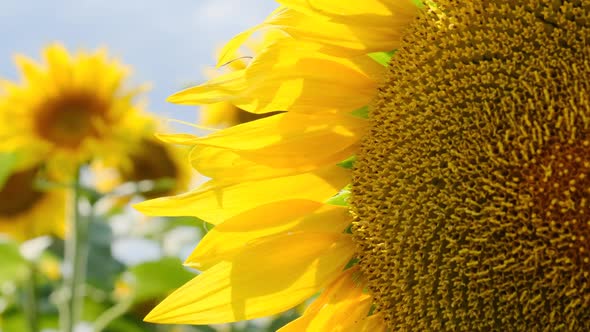 Sunflower Blooming in the Field on Sky Background in Summer Day CloseUp