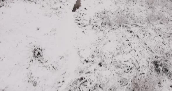 Winter Scene View of the Snowy Pine Forest and Ski Funicular in the Mountains