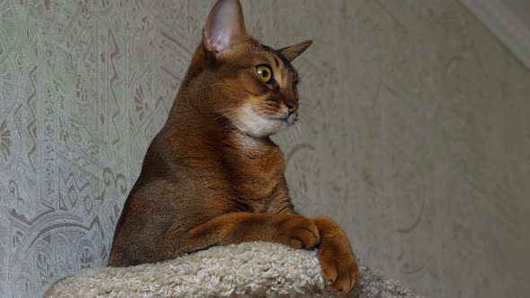 Abyssinian Cat Portrait
