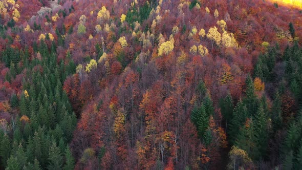 Flight Over The Colorful Autumn Forest