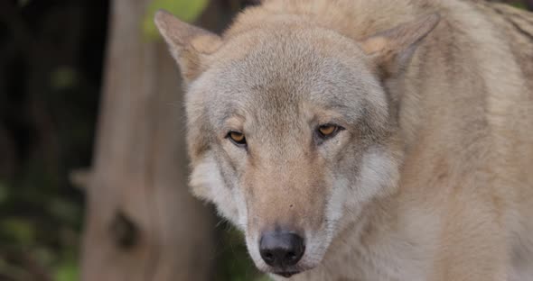 Wolf Canis Lupus, also Known as the Gray Wolf is the Largest Extant Member of the Family Canidae