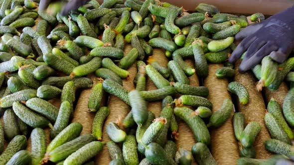 Selection of  Gherkins for Sale