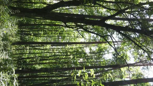 Vertical Video of Green Forest By Day