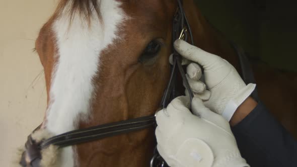 African American man adjusting bridle on Dressage horse