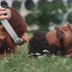 Young couple lying on the grass and playing with vr glasses - VideoHive Item for Sale